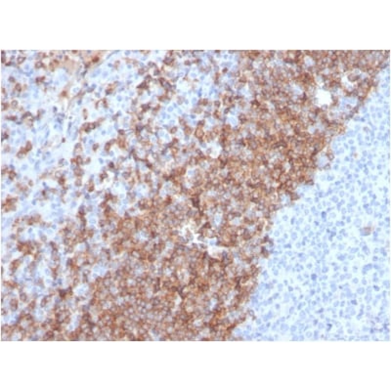 Human IgD (Immunoglobulin Delta Heavy Chain) (B-Cell Marker) (IGHD/2730R), Biotin conjugate, 0.1mg/mL