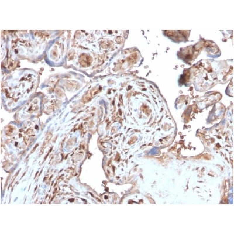 S100A4 (Marker of Tumor Metastasis) (S100A4/2750R), Biotin conjugate, 0.1mg/mL