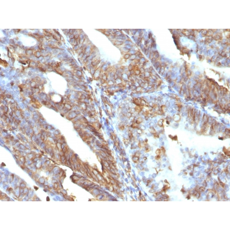 Vimentin (Mesenchymal Cell Marker)(V9), Biotin conjugate, 0.1mg/mL