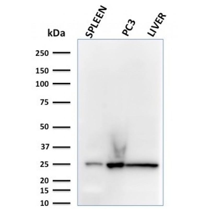 Biotium BNCB2783-500, C1QA / Complement C1q A-Chain(C1QA/2783), Biotin conjugate, 0.1mg/mL