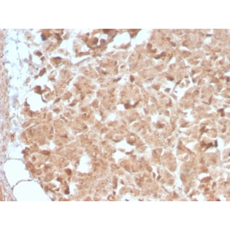CELA3B / ELA3B (Pancreatic Function Marker) (CELA3B/2809R), Biotin conjugate, 0.1mg/mL