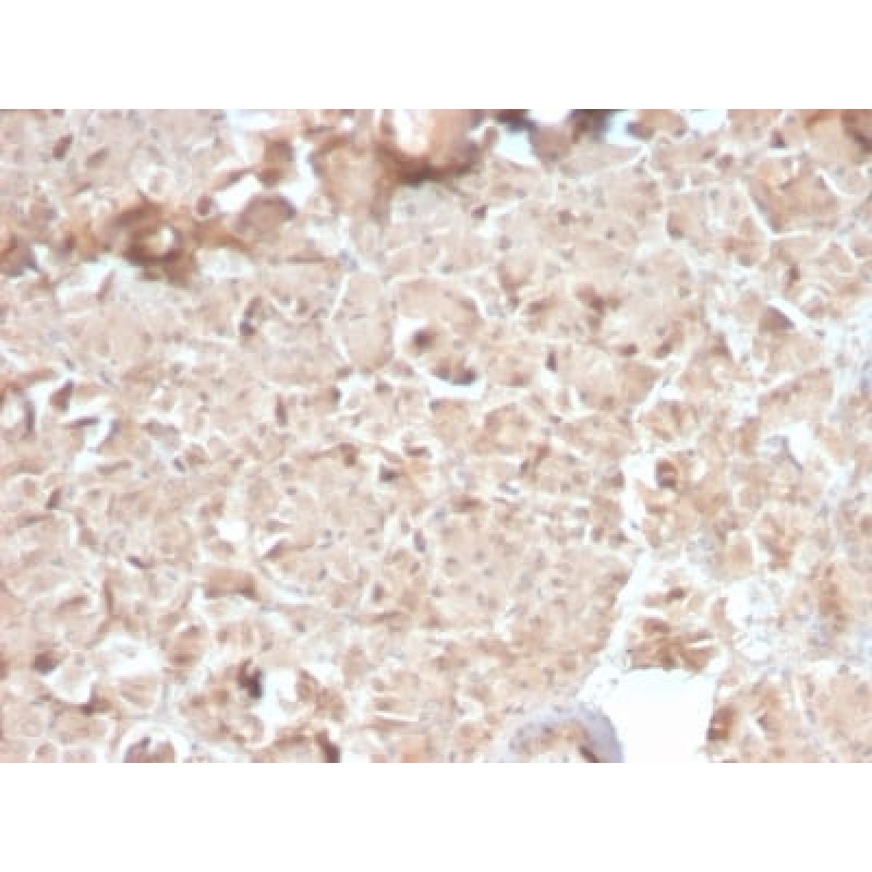CELA3B / ELA3B (Pancreatic Function Marker) (CELA3B/2810R), Biotin conjugate, 0.1mg/mL