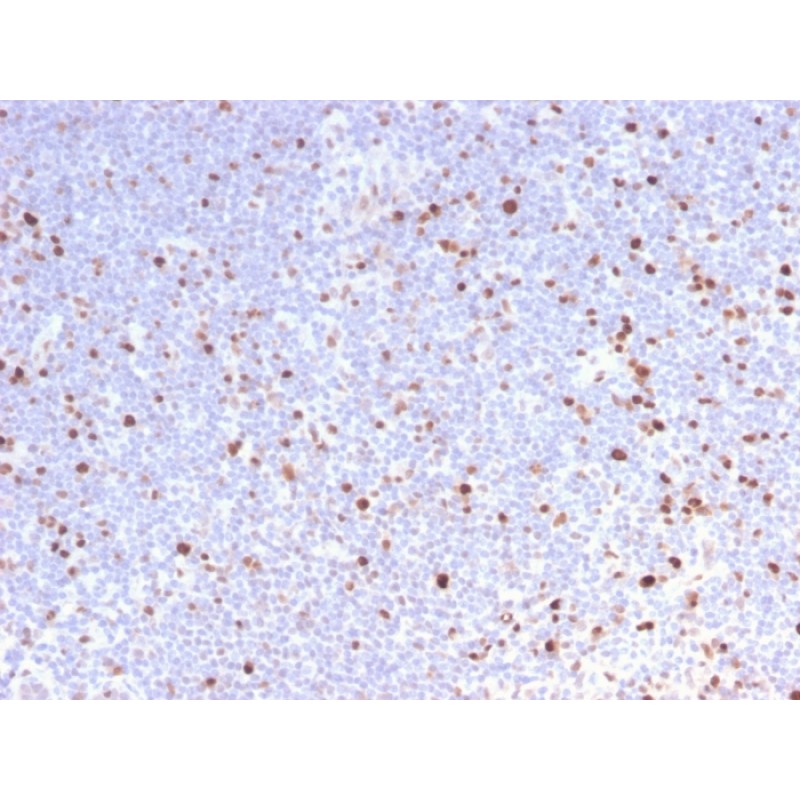 MCM7 (Proliferation Marker)(MCM7/2832R), Biotin conjugate, 0.1mg/mL