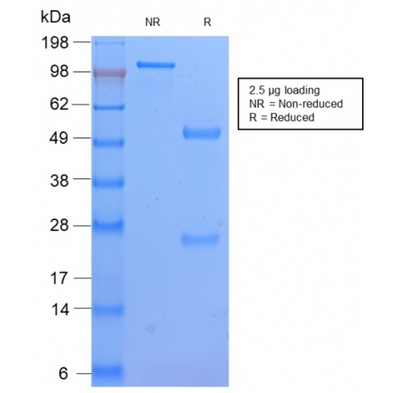 HLA-DP (MHC II)(HLA-DPB1/2862R), Biotin conjugate, 0.1mg/mL