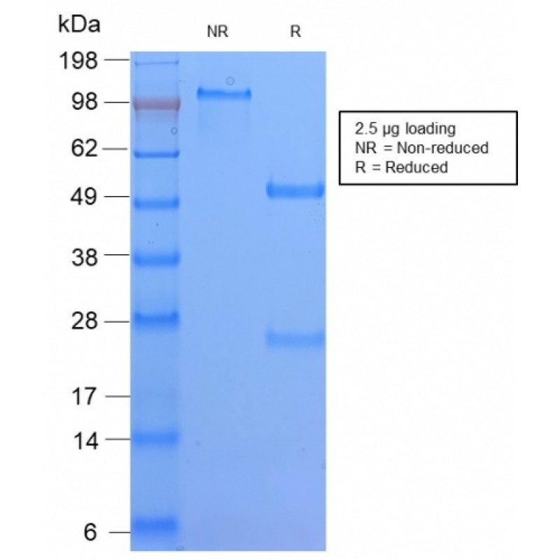 HLA-DQ (MHC II)(HLA-DQA1/2866R), Biotin conjugate, 0.1mg/mL