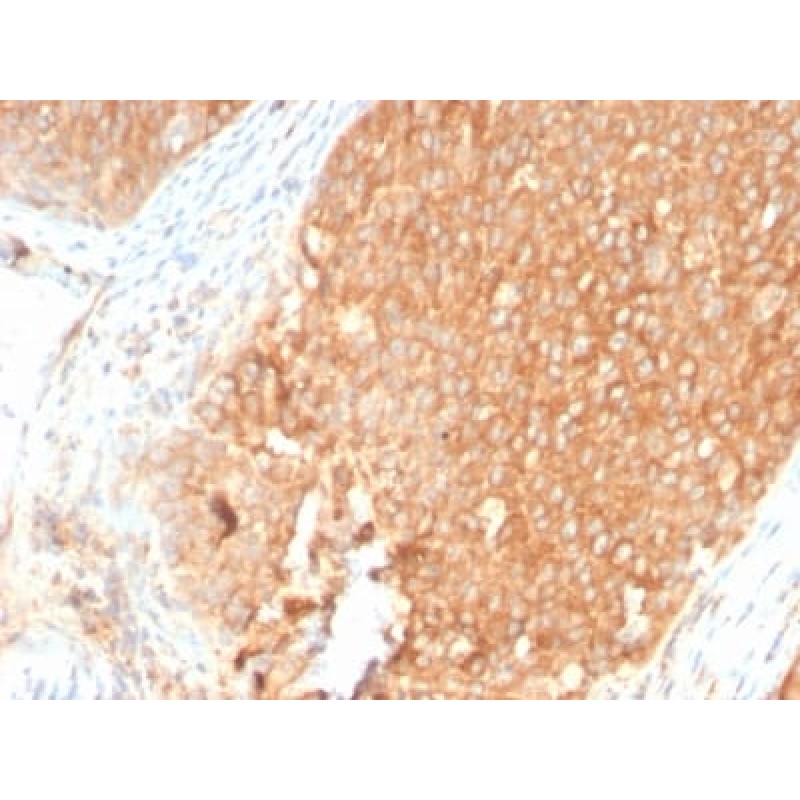 Topoisomerase I, Mitochondrial (TOP1MT) (TOP1MT/2883R), Biotin conjugate, 0.1mg/mL