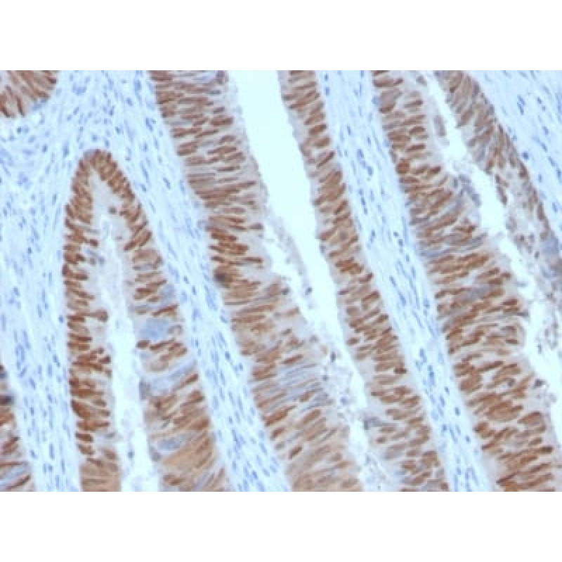CDX2 (GI Epithelial Marker) (CDX2/2951R), Biotin conjugate, 0.1mg/mL