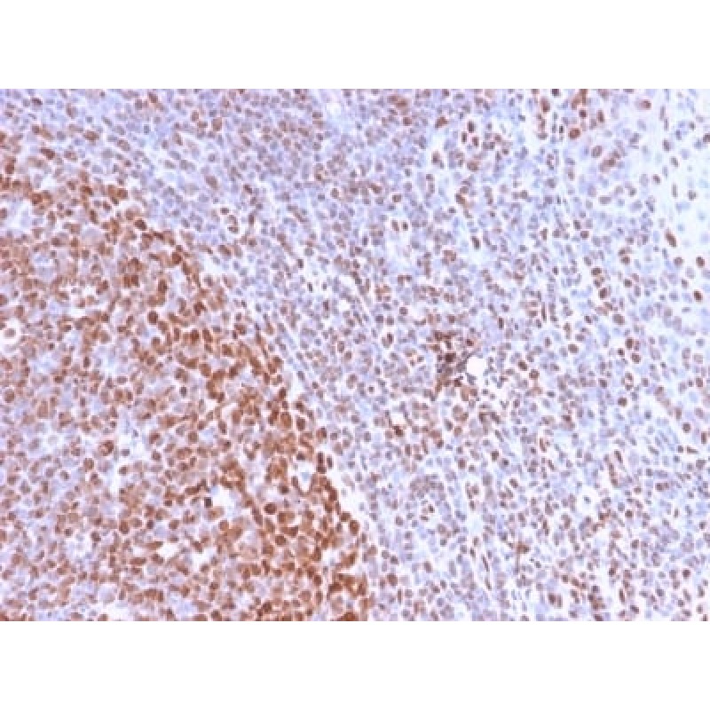 Nuclear Antigen (Pan-Nuclear Marker) (NM2984R), Biotin conjugate, 0.1mg/mL