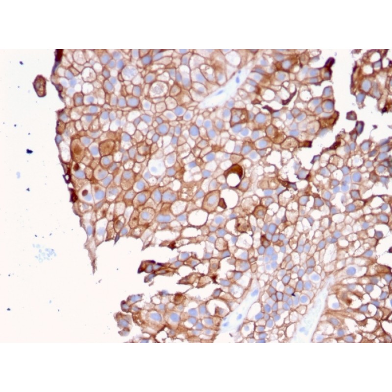 Uroplakin 1B (Urothelial Differentiation Marker)(UPK1B/3081), Biotin conjugate, 0.1mg/mL