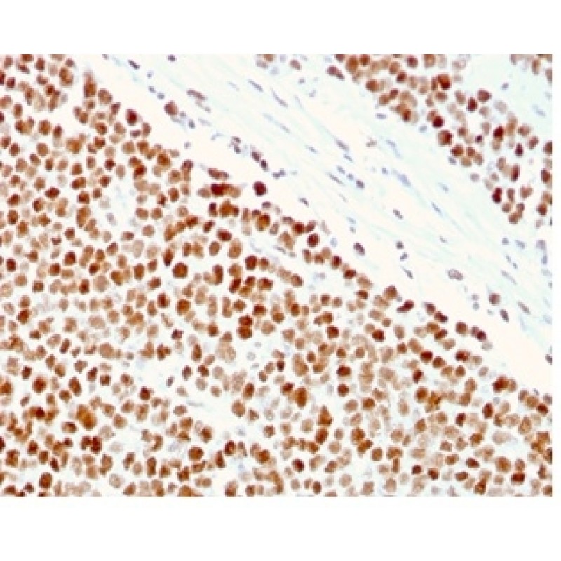 MSH6 (DNA Mismatch Repair Protein)(MSH6/3086), Biotin conjugate, 0.1mg/mL