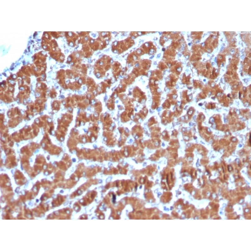 Cytochrome C (Mitochondrial Marker)(CYCS/3128R), Biotin conjugate, 0.1mg/mL
