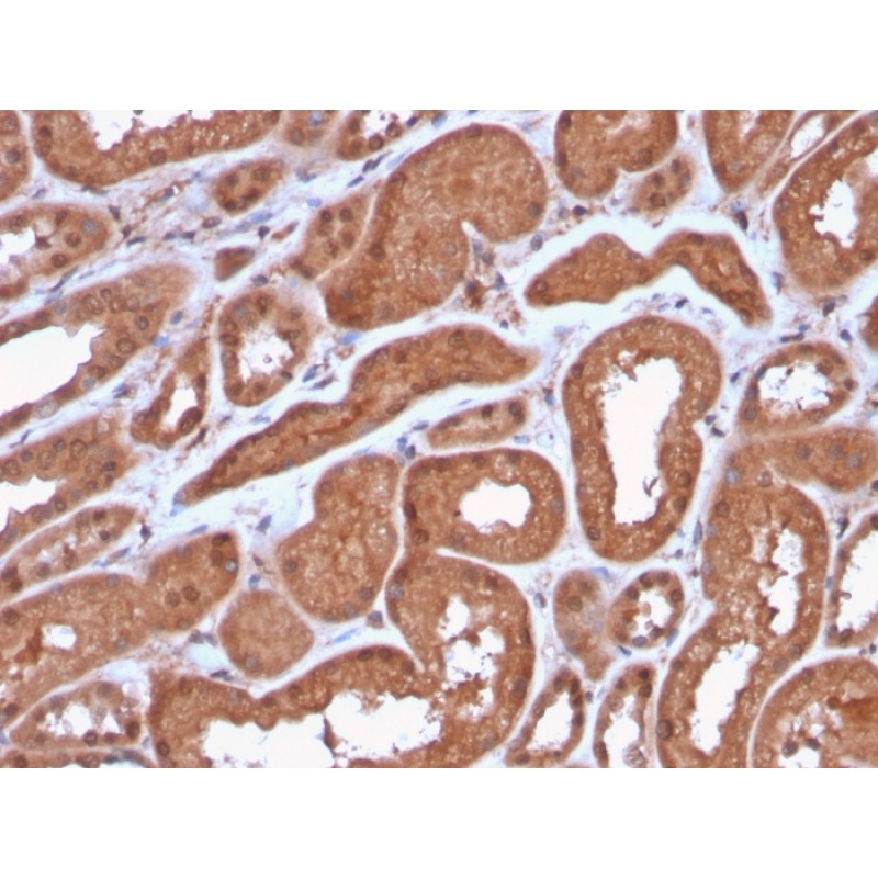 MTAP (Tumor Suppressor Marker)(MTAP/3137R), Biotin conjugate, 0.1mg/mL