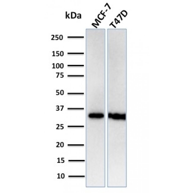 Replication Protein A2 (RPA2)(RPA2/3140R), Biotin conjugate, 0.1mg/mL