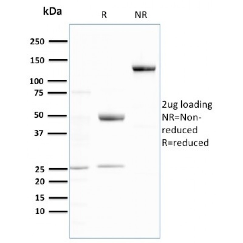 Ubiquitin (Autophagy Marker)(UBB/3143R), Biotin conjugate, 0.1mg/mL