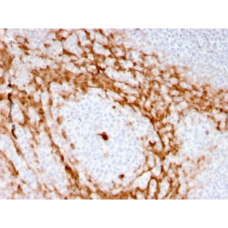 Granulocyte-Colony Stimulating Factor (G-CSF)(CSF3/3166R), Biotin conjugate, 0.1mg/mL