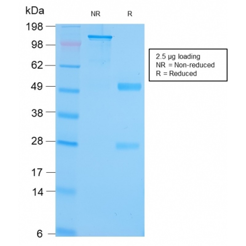 GRP94 / HSP90B1(Glucose-Regulated Protein 94) (Endoplasmic Reticulum Marker)(HSP90B1/3168R), Biotin conjugate, 0.1mg/mL