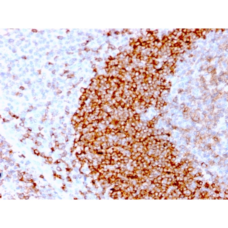 CD79b (B-Cell Marker)(IGB/3170R), Biotin conjugate, 0.1mg/mL