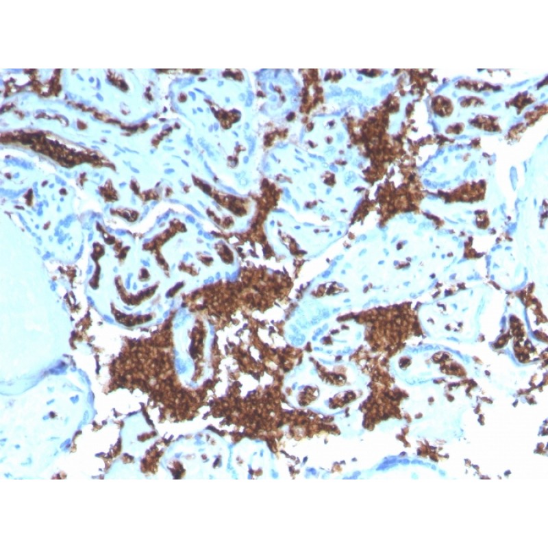 Glycophorin A / CD235a (Erythrocyte Marker)(GYPA/3219R), Biotin conjugate, 0.1mg/mL