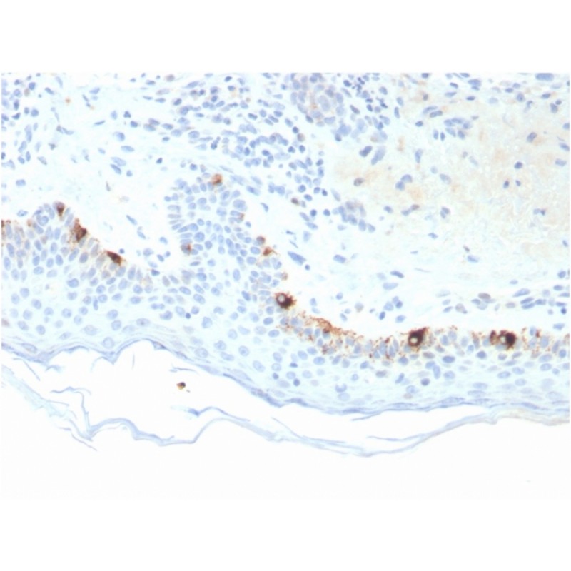 Tyrosinase-Related Protein-1 (TYRP-1) (Melanoma Marker)(TYRP1/3281), Biotin conjugate, 0.1mg/mL