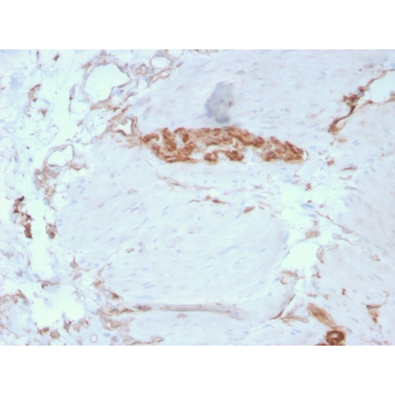 Fodrin / Alpha Spectrin II (SPTAN1) / NEAS(SPTAN1/3351), Biotin conjugate, 0.1mg/mL