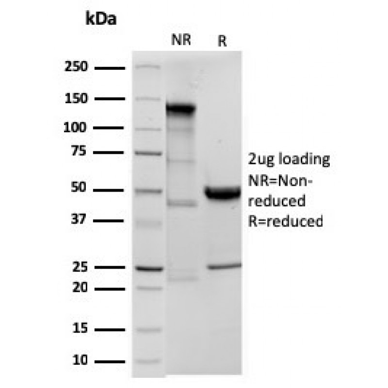 Ornithine Decarboxylase-1 (ODC-1)(ODC1/3636R), Biotin conjugate, 0.1mg/mL
