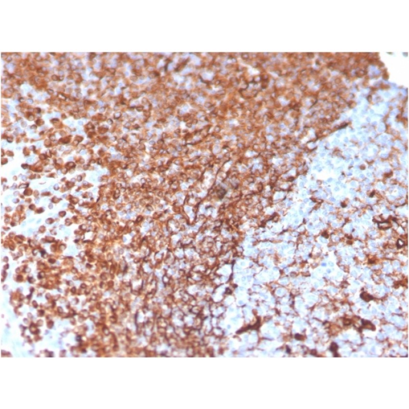 Vimentin (Mesenchymal Cell Marker)(VIM/3736), Biotin conjugate, 0.1mg/mL