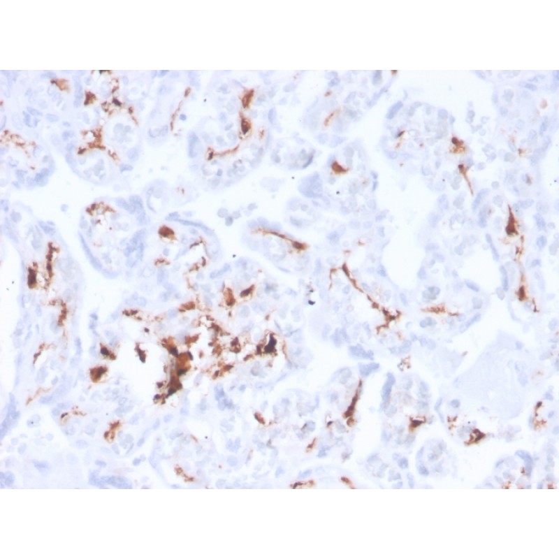 Factor XIIIa (Coagulation Factor XIIIA Chain)(F13A1/3772R), Biotin conjugate, 0.1mg/mL