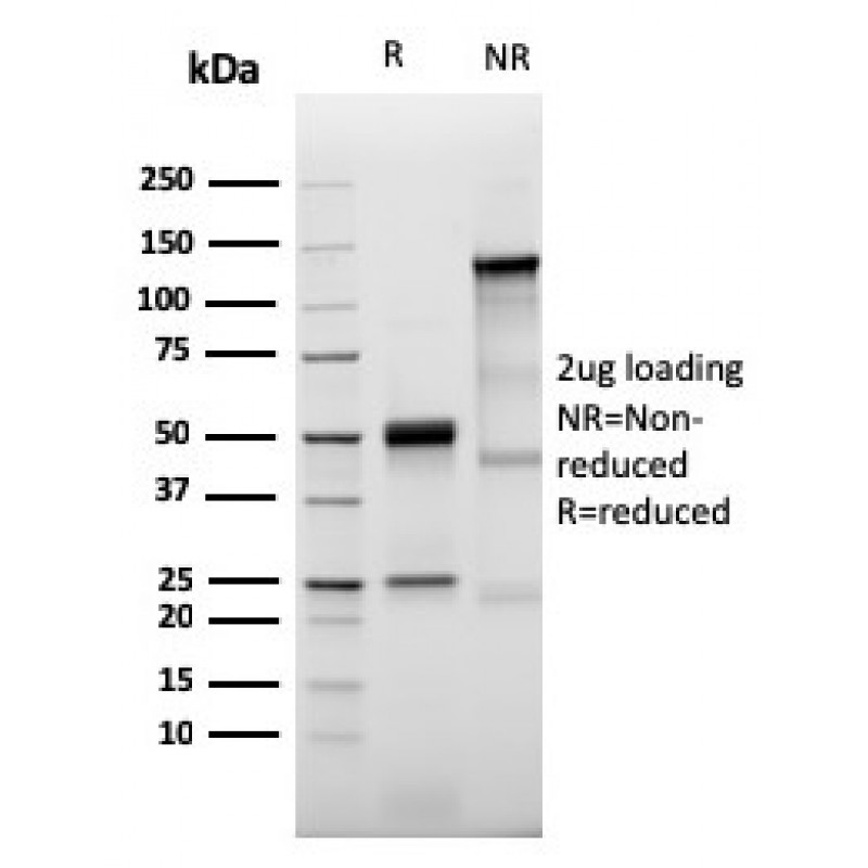 Prolactin Receptor (hPRL Receptor)(PRLR/3785R), Biotin conjugate, 0.1mg/mL