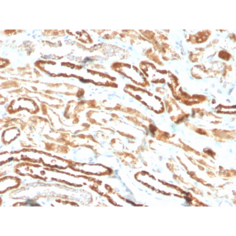Erythropoietin (EPO) (Marker of Placentation Disorders)(EPO/3793R), Biotin conjugate, 0.1mg/mL