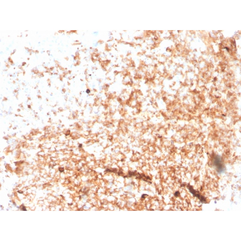 Human IgM (Immunoglobulin Mu Heavy Chain) (B-Cell Marker)(rIGHM/3802), Biotin conjugate, 0.1mg/mL