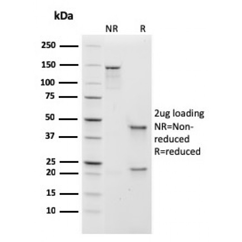 Human IgM (Immunoglobulin Mu Heavy Chain) (B-Cell Marker)(rIGHM/1623), Biotin conjugate, 0.1mg/mL