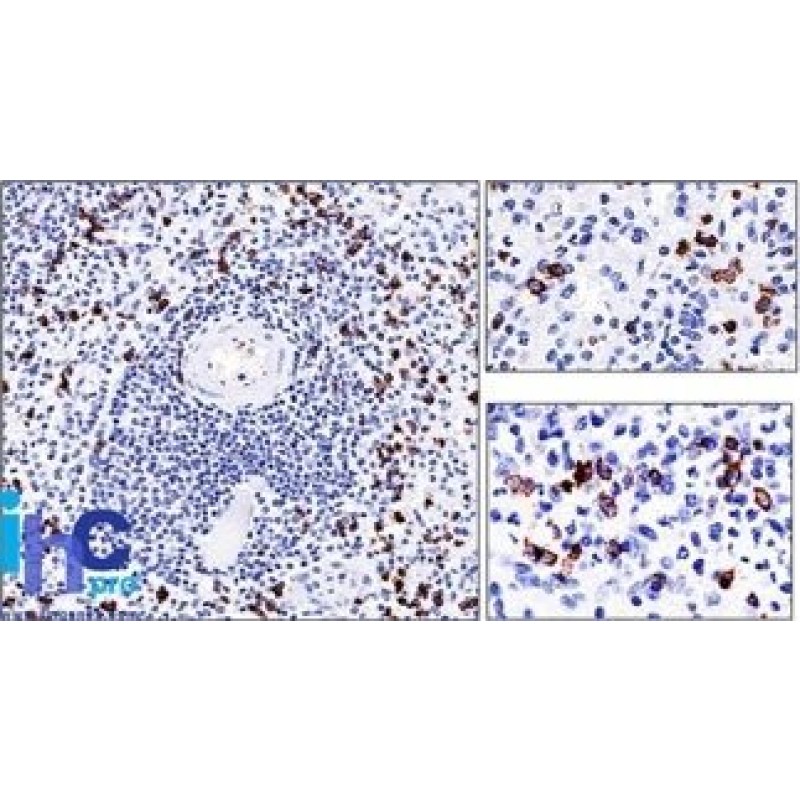 CD57 / B3GAT1(NK-1), 0.2mg/mL