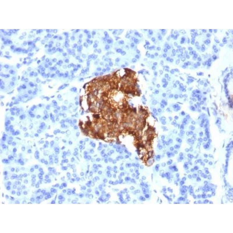 Insulin(E2-E3), 0.2mg/mL
