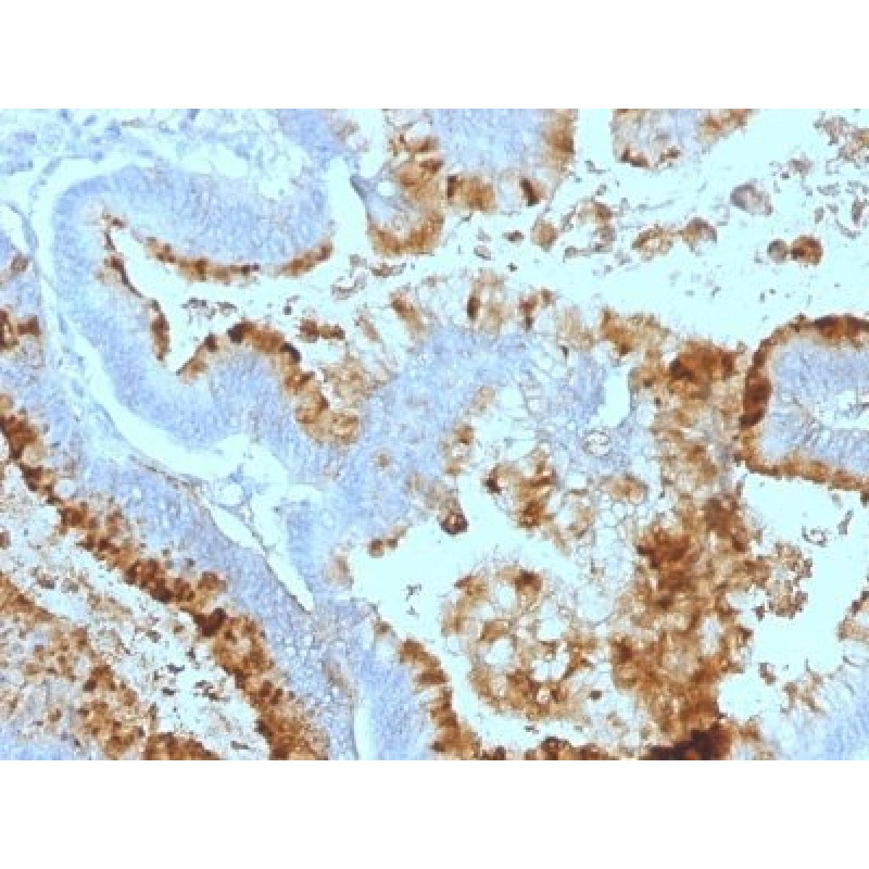 Lewis A(7LE), 0.2mg/mL