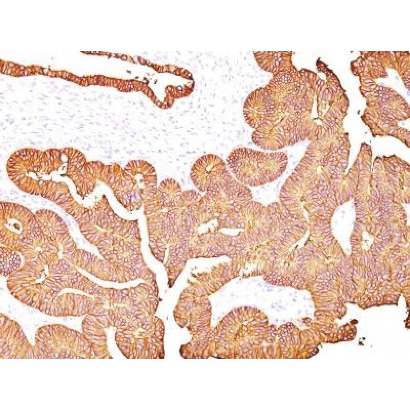 Ep-CAM / CD326(323/A3), 0.2mg/mL