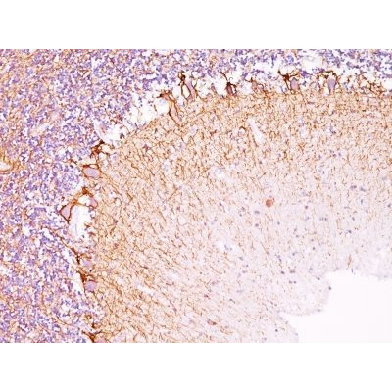 Neurofilament (NF-H)(RT-97), 0.2mg/mL
