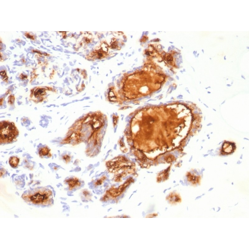 MUC1 / CA15-3 / EMA / CD227 (Epithelial Marker)(115D8), 0.2mg/mL