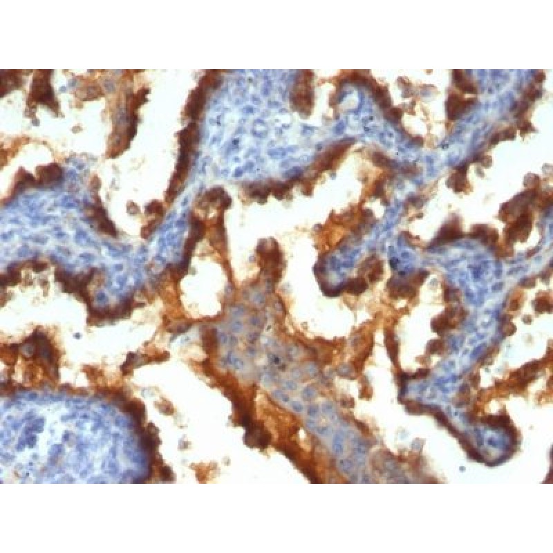 Mucin 1 / EMA / Episialin / CD227(139H2), 0.2mg/mL