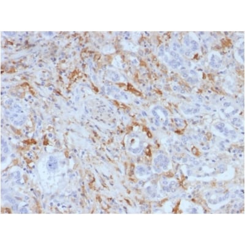 Ferritin, Light Chain (FTL) (Microglia Marker) (FTL/1388), 0.2mg/mL