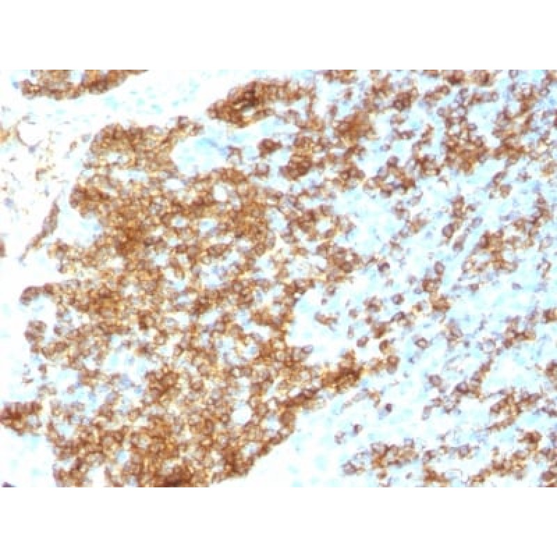 CD45RB (B-Cell Marker) (PTPRC/1783R), 0.2mg/mL