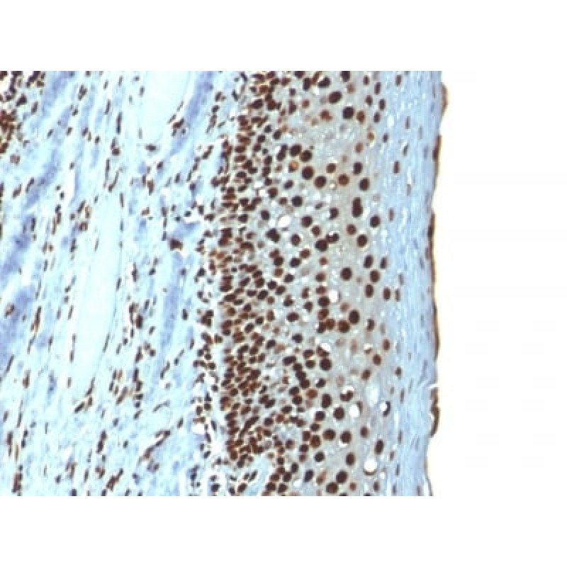 Histone H1 (Nuclear Marker) (r1415-1), 0.2mg/mL