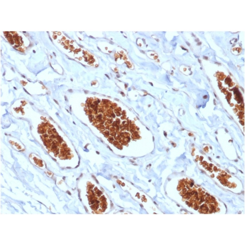 Glycophorin A / CD235a (Erythrocyte Marker) (rGYPA/280), 0.2mg/mL