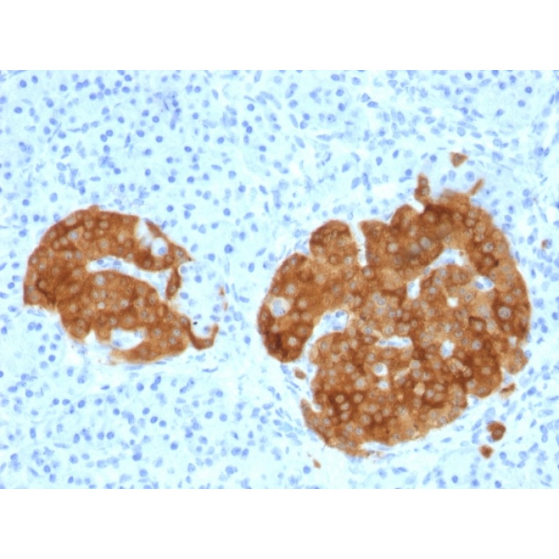 GAD2 / GAD65 (GABAergic Neuronal Marker) (GAD2/1960), 0.2mg/mL