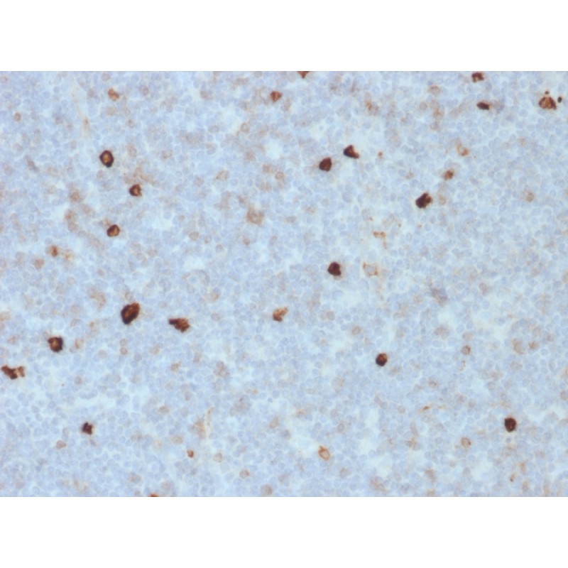 Human IgM (Immunoglobulin Mu Heavy Chain) (B-Cell Marker)(R1/69), 0.2mg/mL