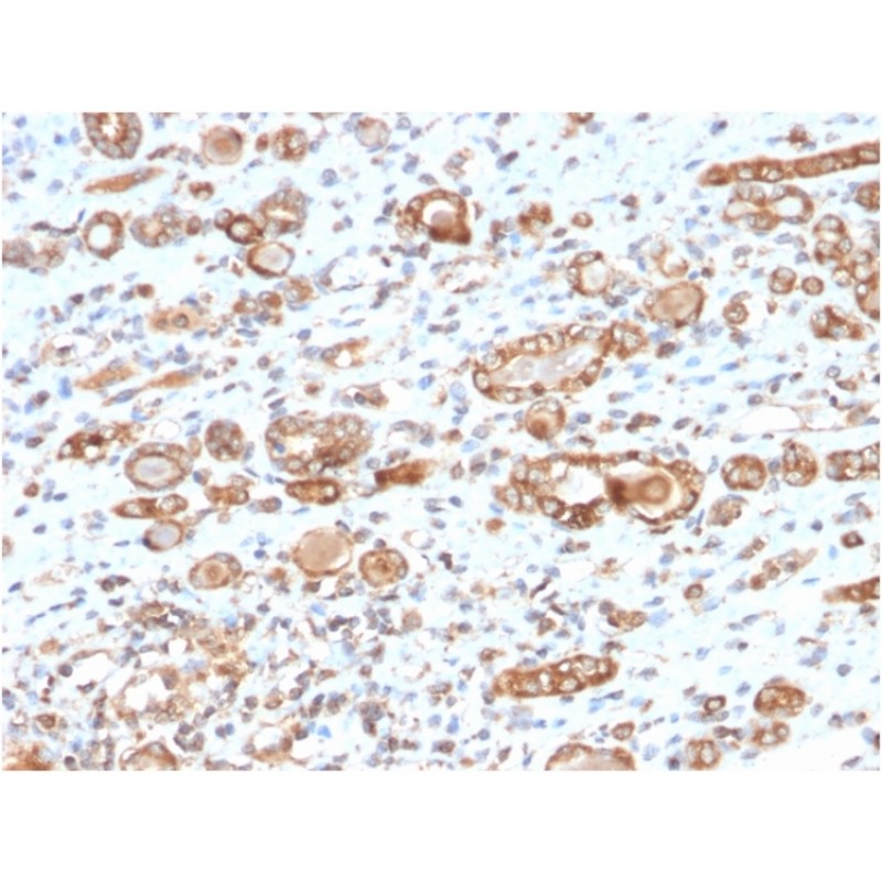 HSP60 (Heat Shock Protein 60) (Mitochondrial Marker)(CPTC-HSPD1-1), 0.2mg/mL