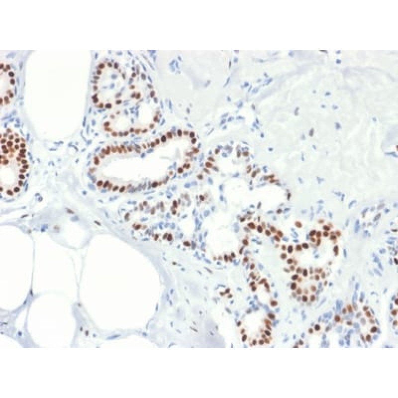 Estrogen Receptor, alpha (Marker of Estrogen Dependence) (rESR1/1935), 0.2mg/mL