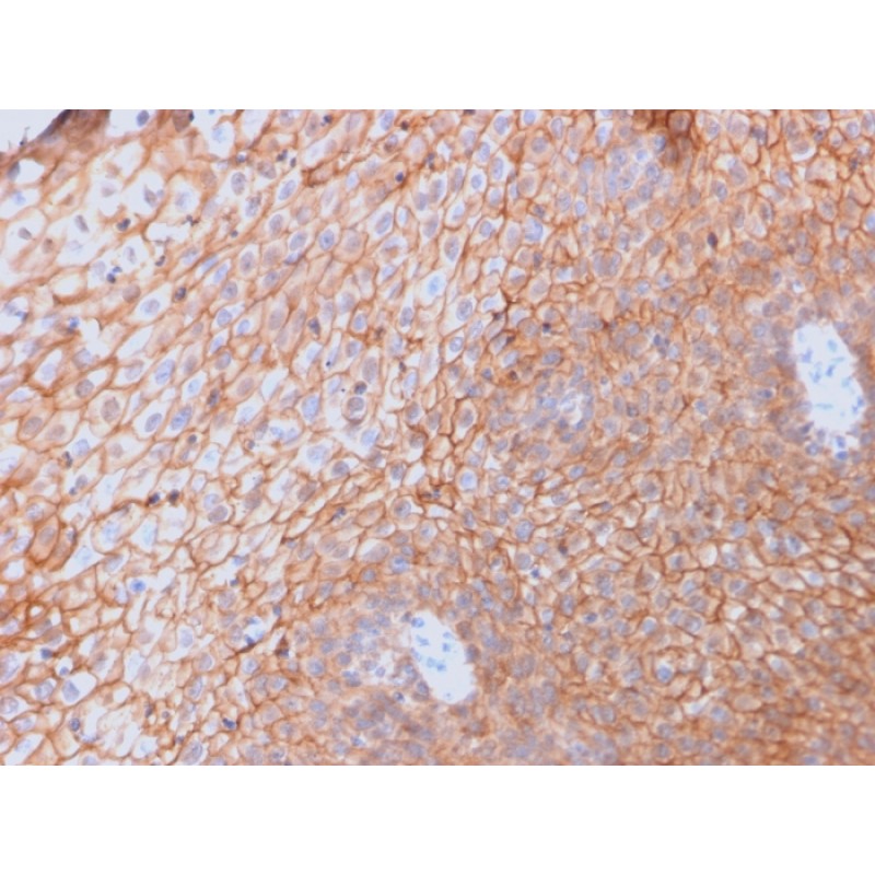 Biotium BNUB2761-500, CD40 Ligand / CD154 / TRAP1 (Activation Marker of T-Lymphocytes)(CD40LG/2761), 0.2mg/mL