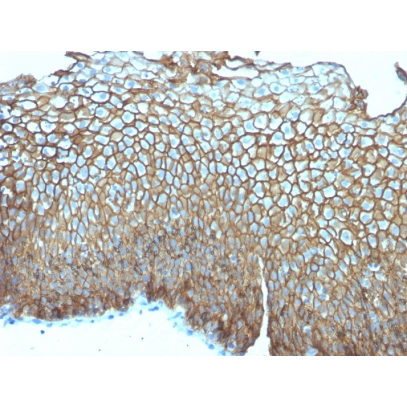 Desmoglein-3 (Squamous Cell Marker)(DSG3/2839), 0.2mg/mL
