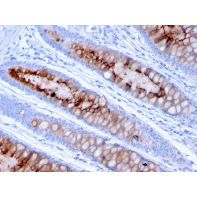MUC4 (Mucin 4 / Gastric Mucin)(MUC4/3105), 0.2mg/mL