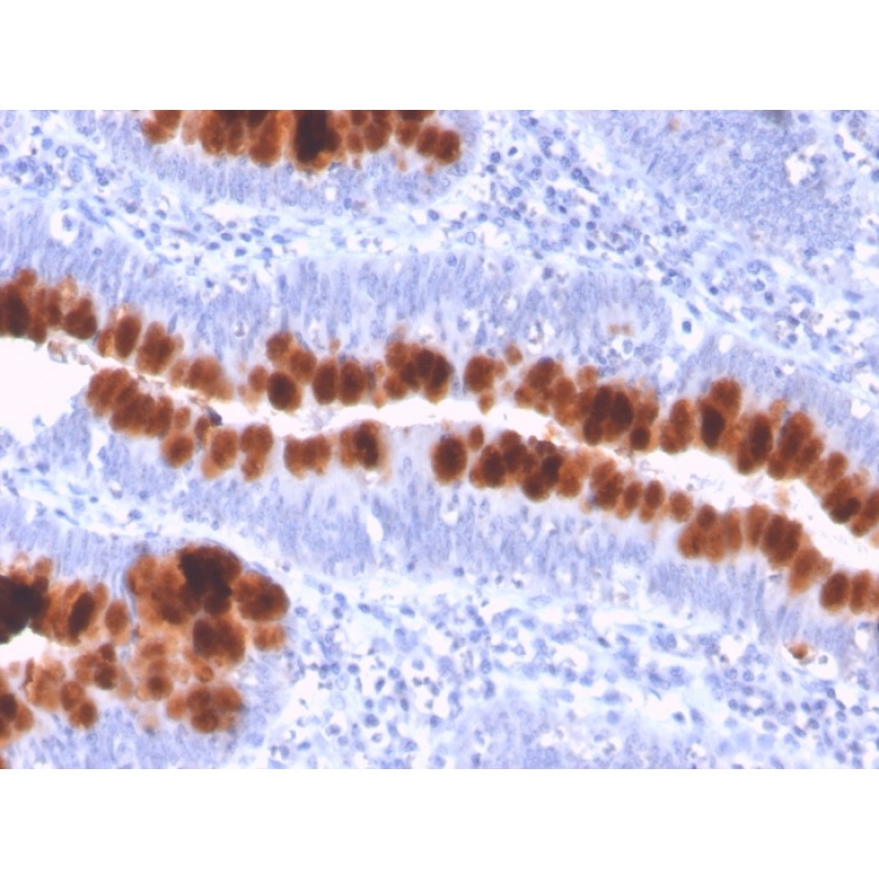 CD95 / FAS / TNFRSF6(FAS/3112), 0.2mg/mL